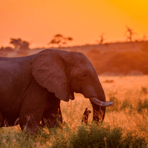 Elefante in sud africa